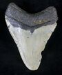 Megalodon Tooth - North Carolina #20457-2